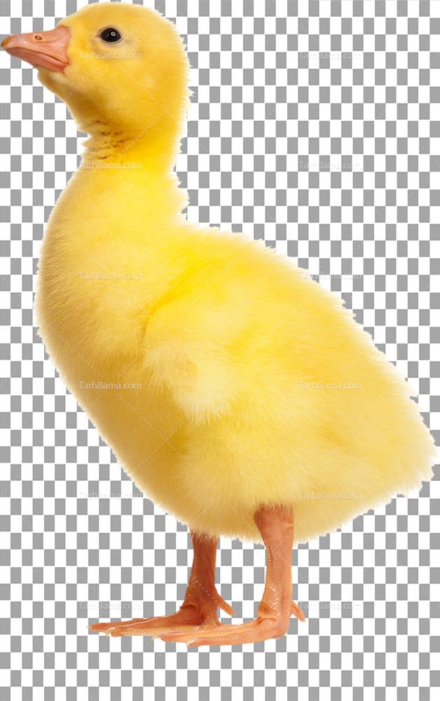 تصاویر پرندگان